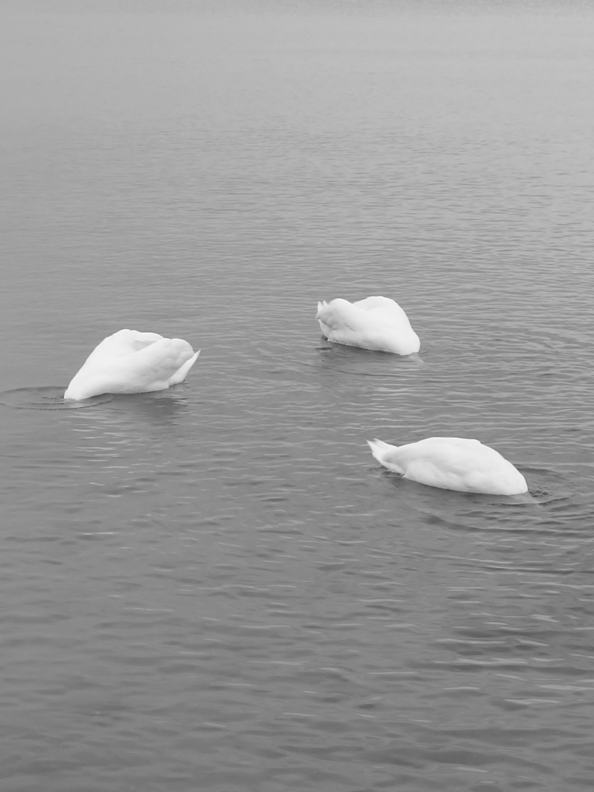 Drei Schwäne auf dem Wasser
