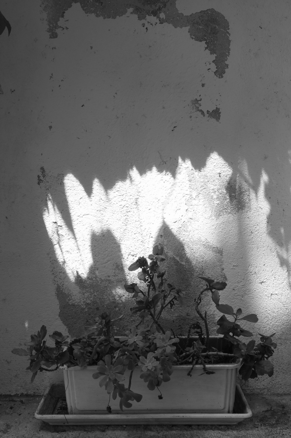 Pflanzen und Schatten an einer Wand